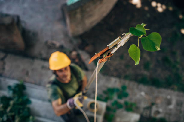 How Our Tree Care Process Works  in  Fairfield, AL